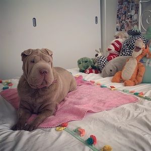 Meet your Posher, Lewis